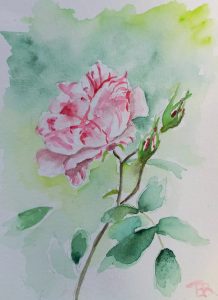 rose